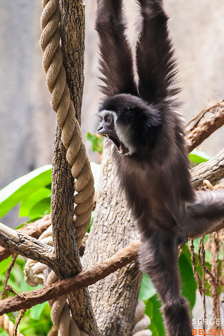 calgary zoo photographer sergei belski photo
