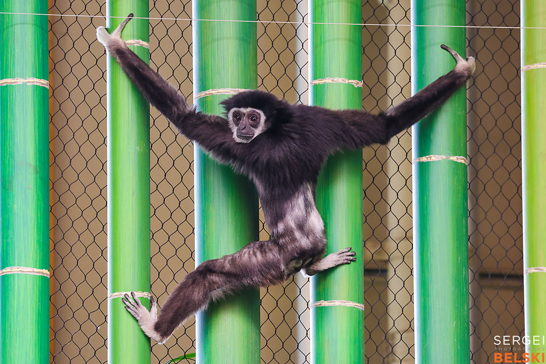 calgary zoo photographer sergei belski photo