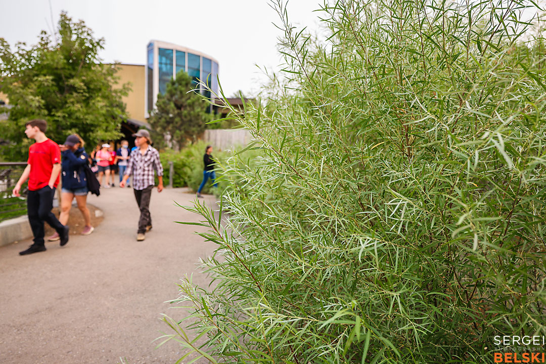 calgary zoo photographer sergei belski photo