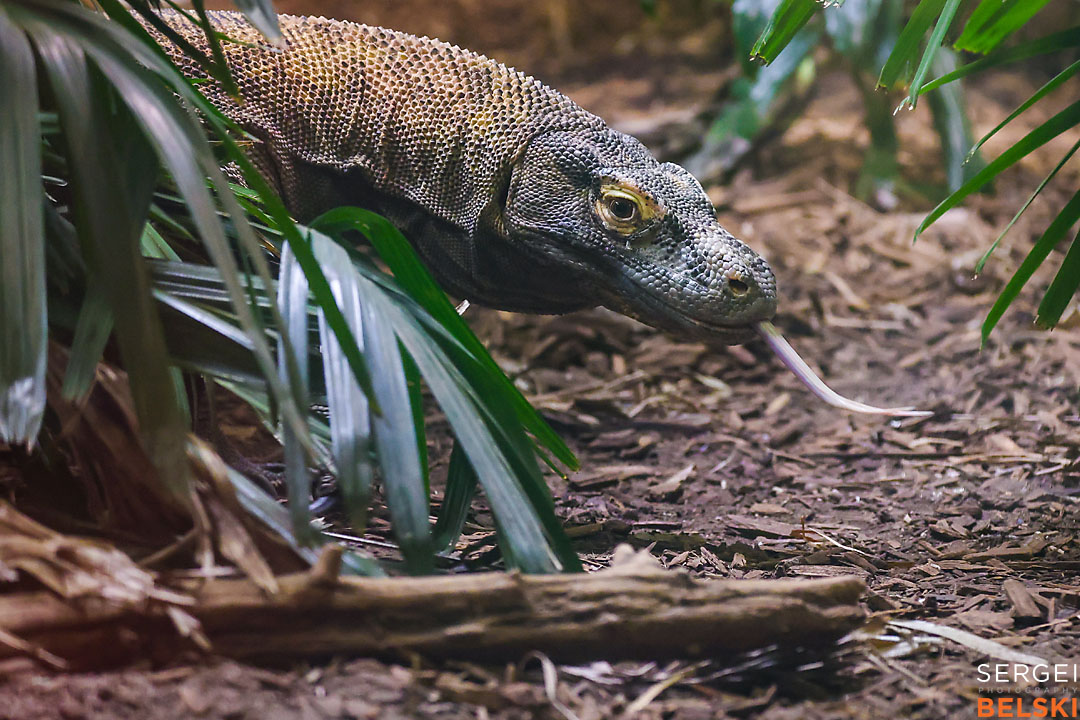 calgary zoo photographer sergei belski photo