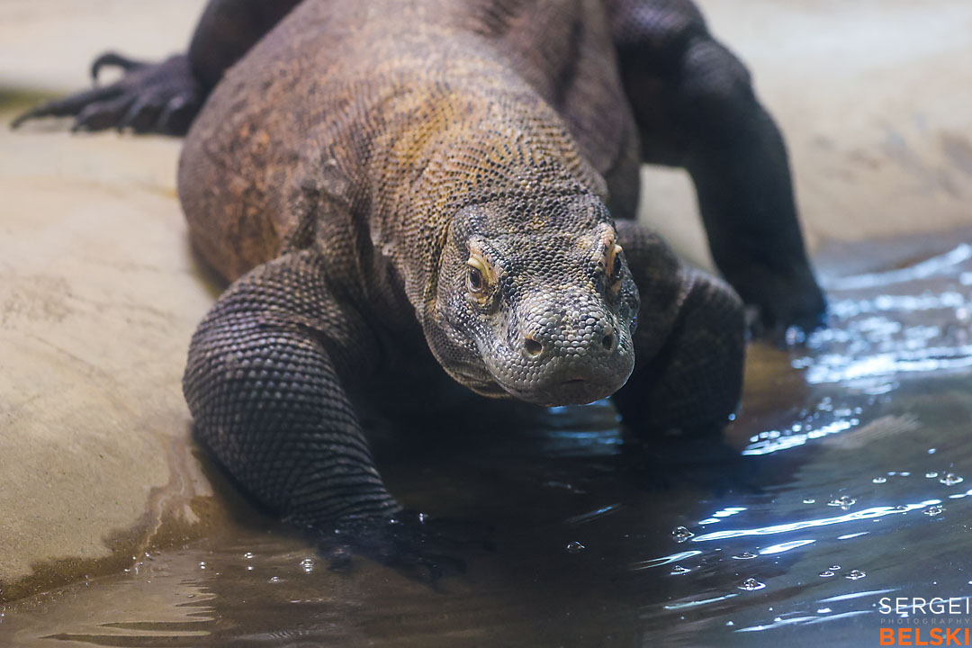 calgary zoo photographer sergei belski photo