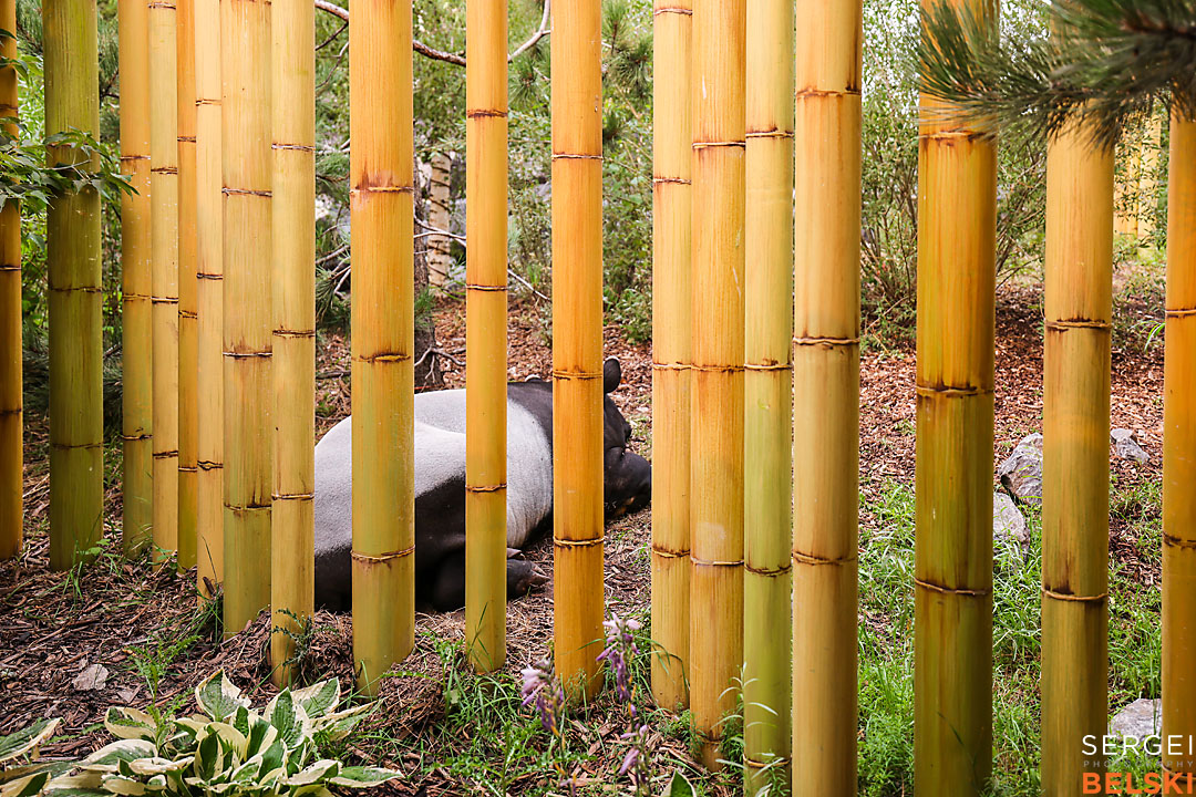 calgary zoo photographer sergei belski photo