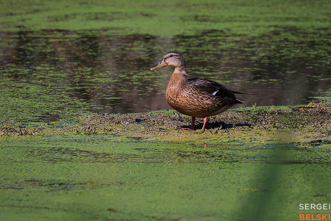 calgary travel photographer sergei belski photo