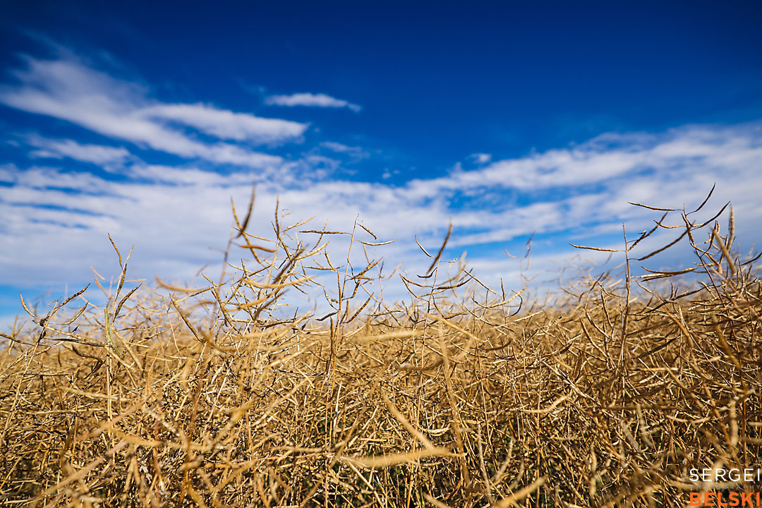 olds college harvest photographer sergei belski photo
