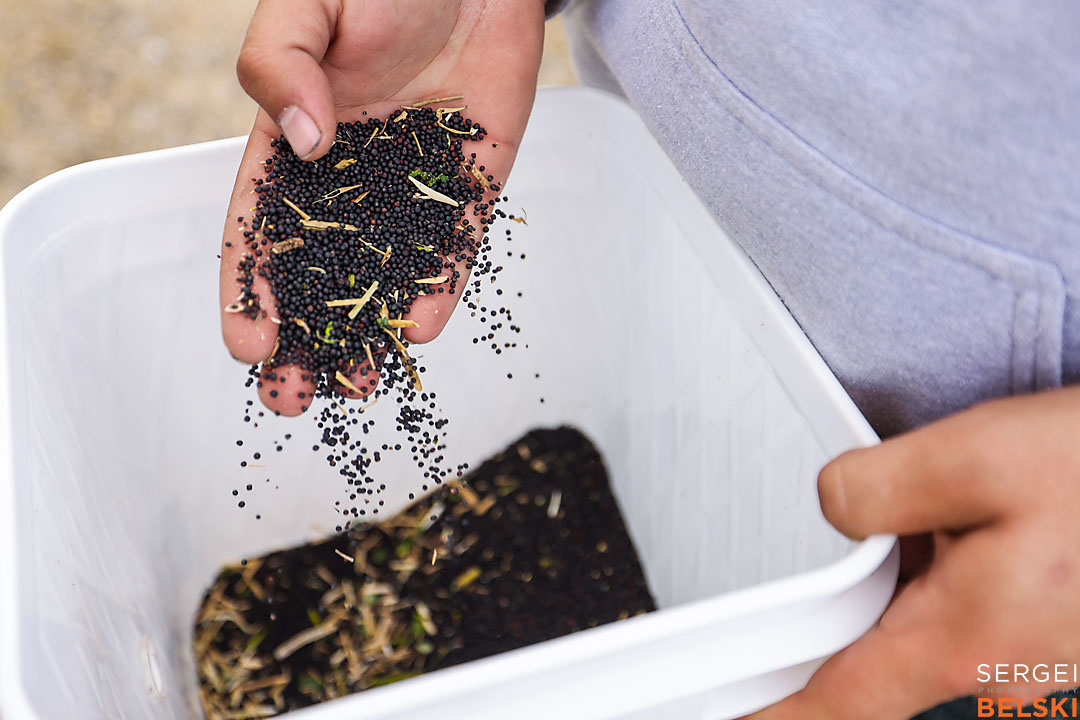 olds college harvest photographer sergei belski photo