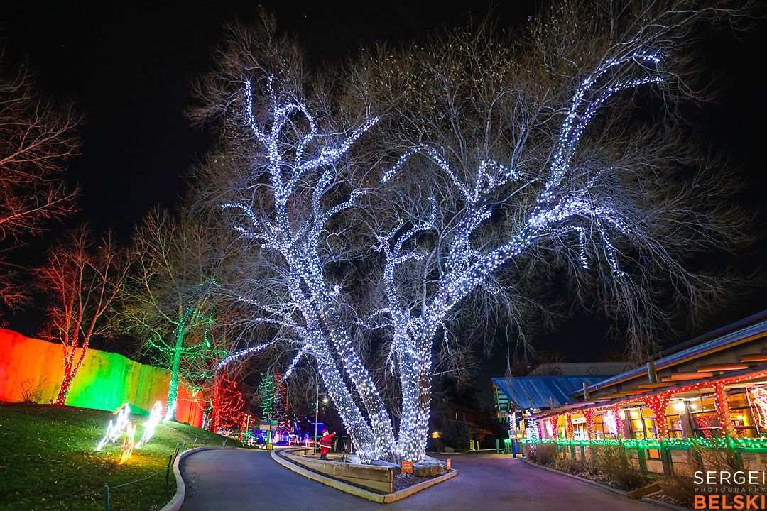 calgary zoo event photographer sergei belski photo