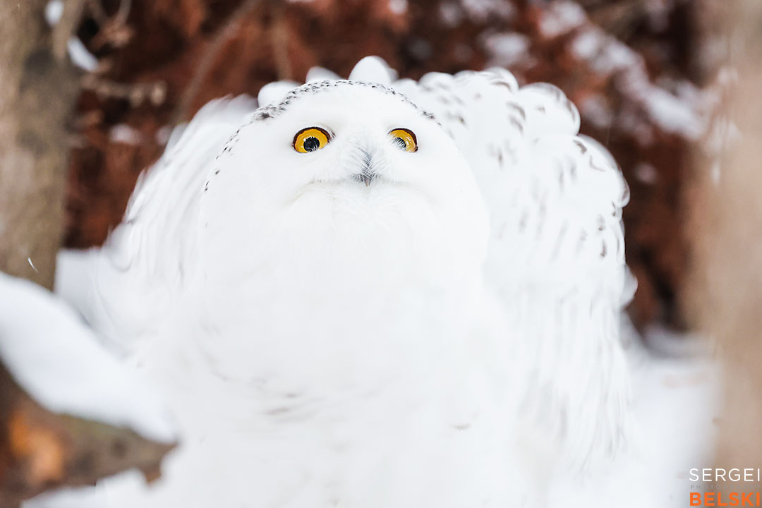 calgary zoo wildlife photographer sergei belski photo