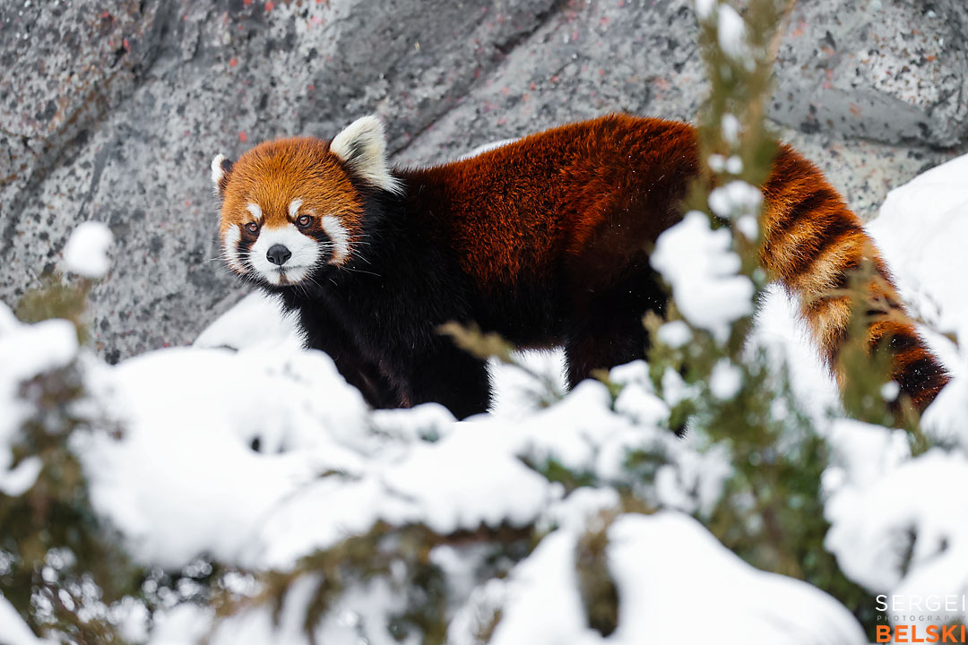 calgary zoo wildlife photographer sergei belski photo