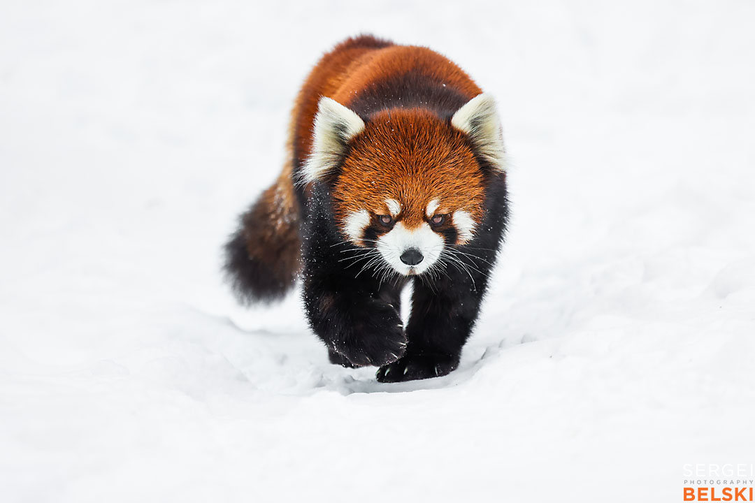 calgary zoo wildlife photographer sergei belski photo