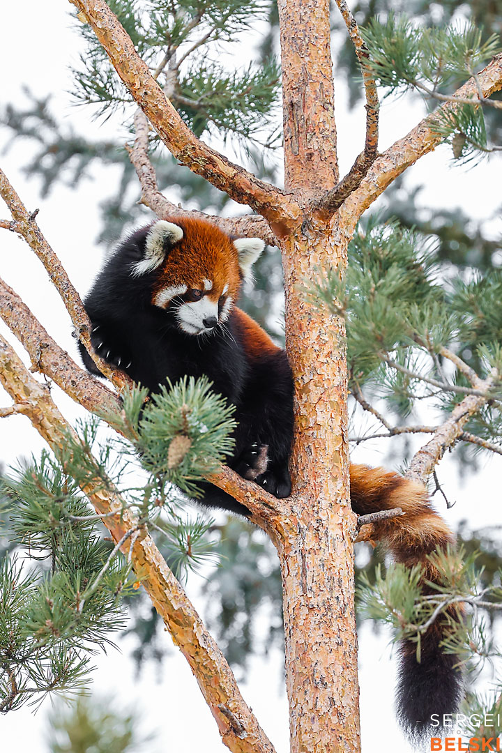 calgary zoo wildlife photographer sergei belski photo