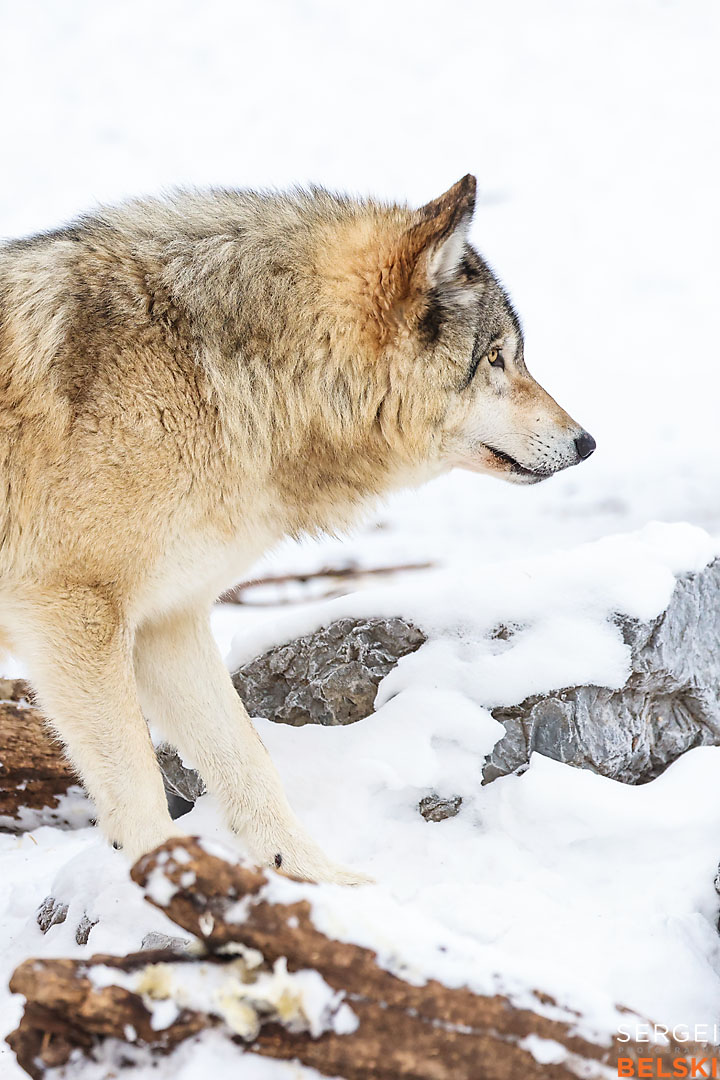 calgary zoo wildlife photographer sergei belski photo