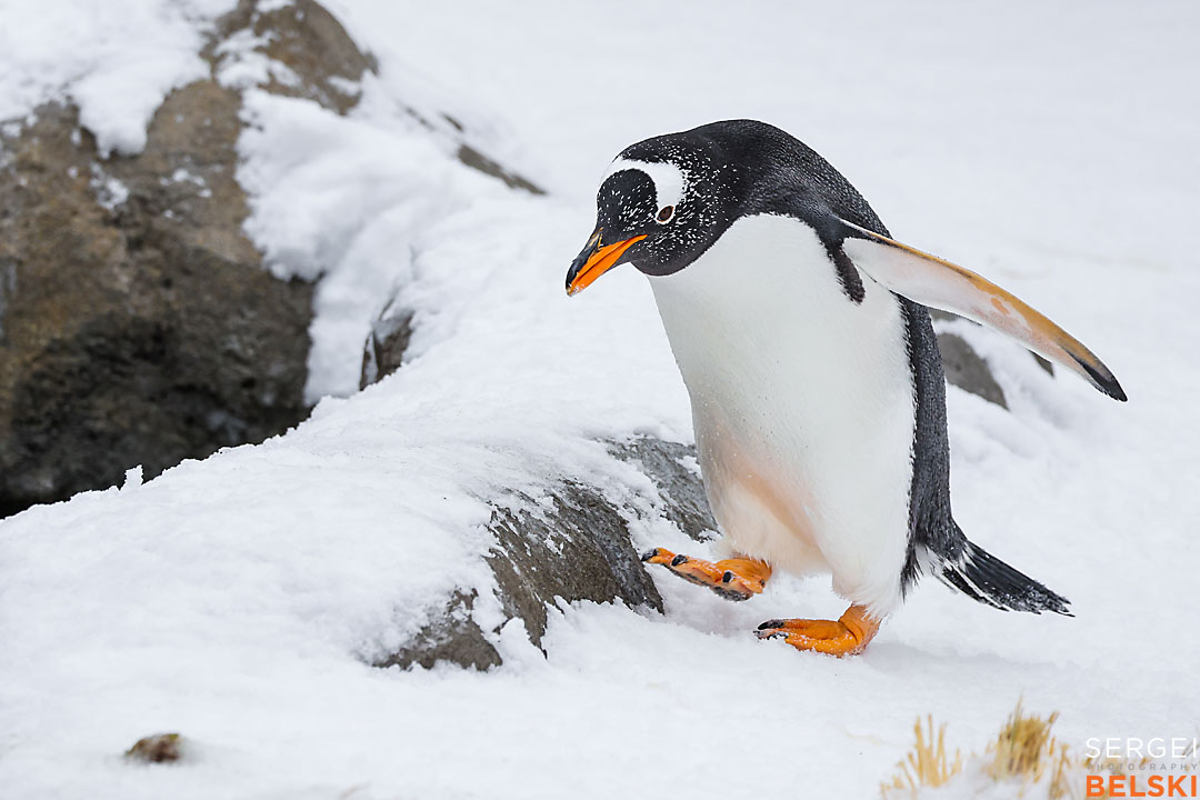 calgary zoo wildlife photographer sergei belski photo