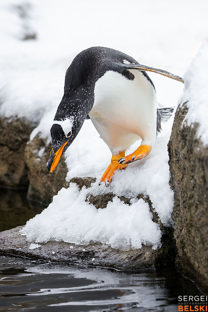calgary zoo wildlife photographer sergei belski photo