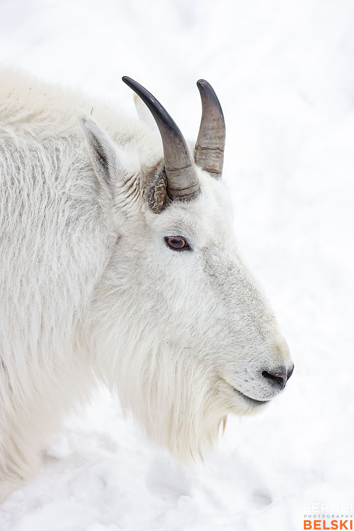 calgary zoo wildlife photographer sergei belski photo