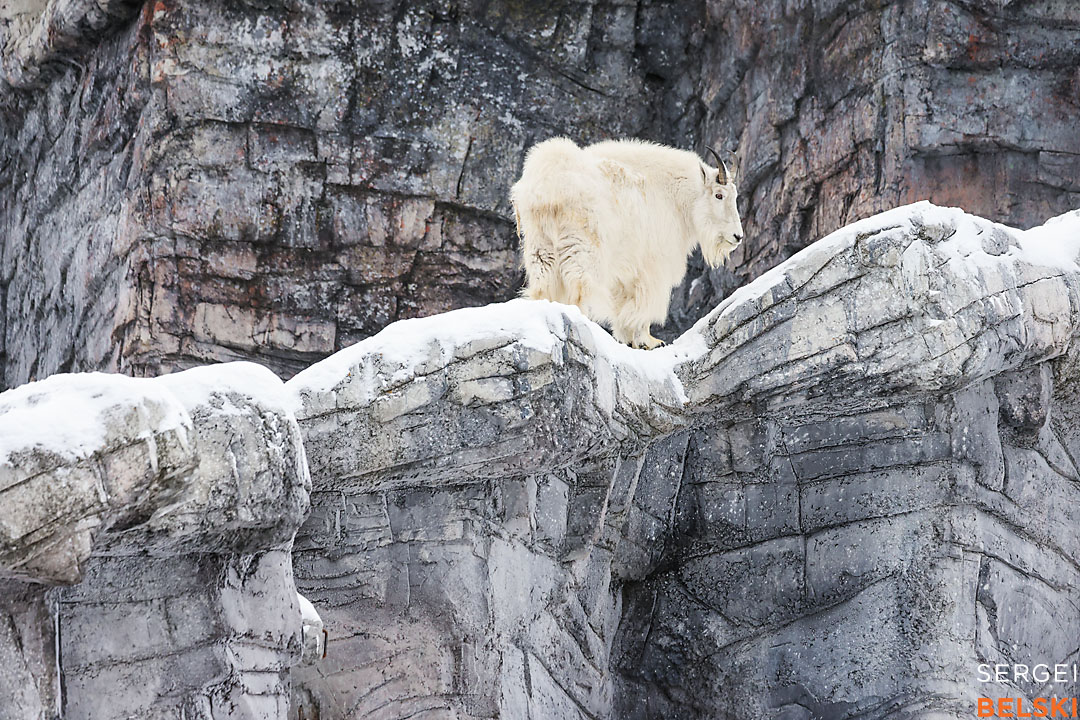 calgary zoo wildlife photographer sergei belski photo