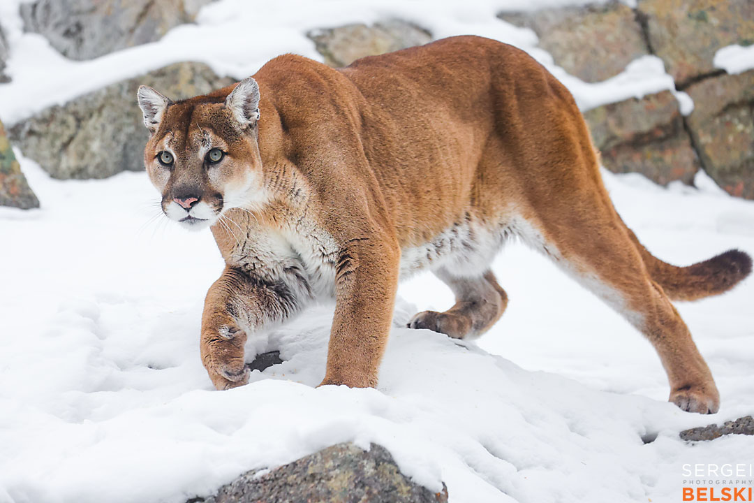 calgary zoo wildlife photographer sergei belski photo