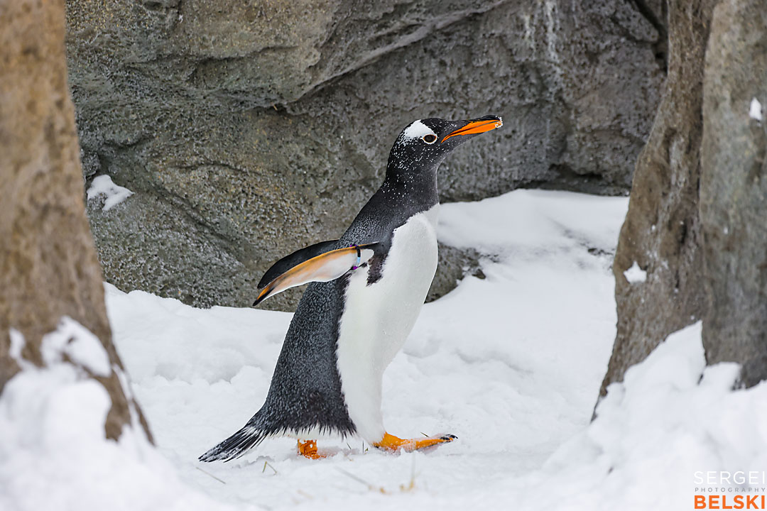 calgary zoo wildlife photographer sergei belski photo