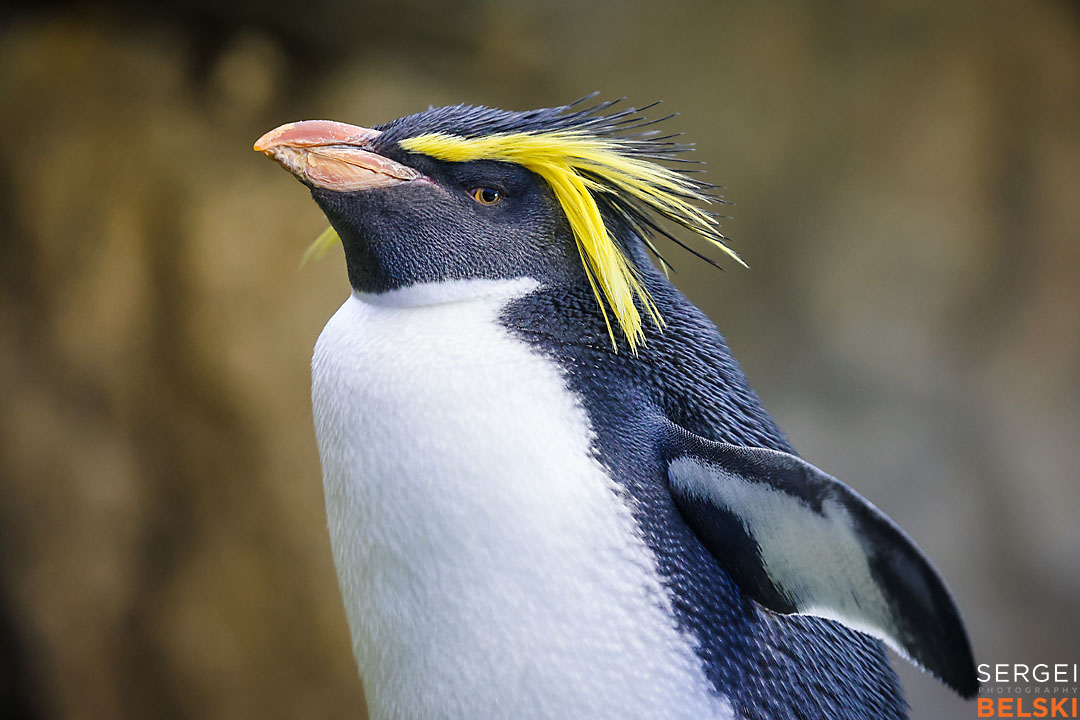 calgary zoo wildlife photographer sergei belski photo