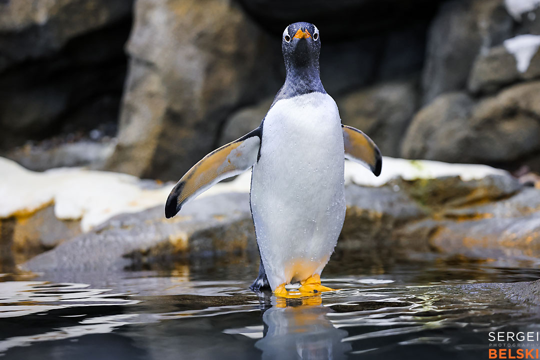 calgary zoo wildlife photographer sergei belski photo
