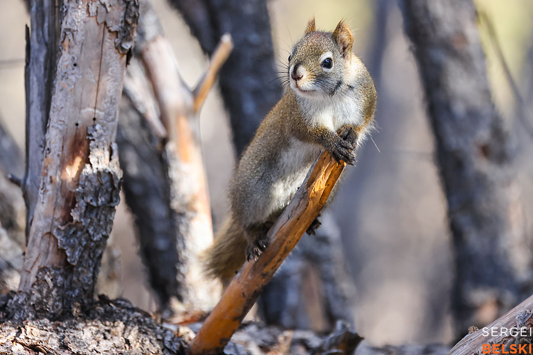 calgary photographer sergei belski photo