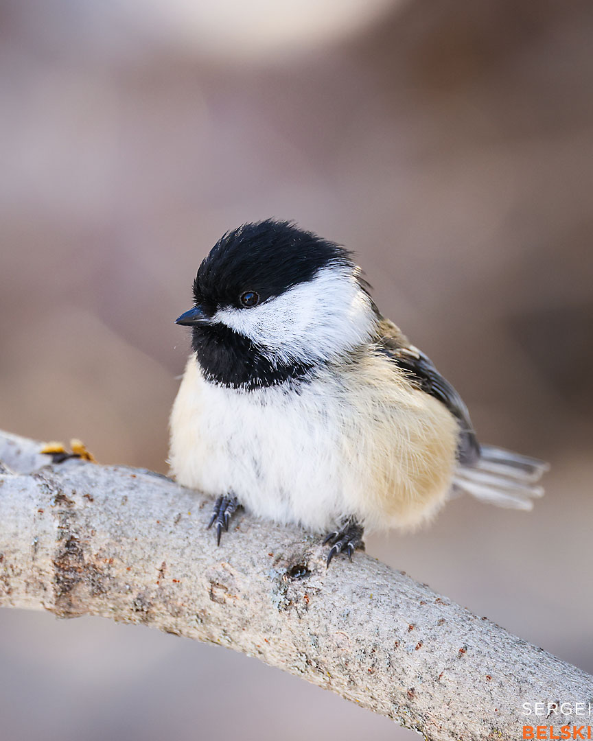 calgary photographer sergei belski photo