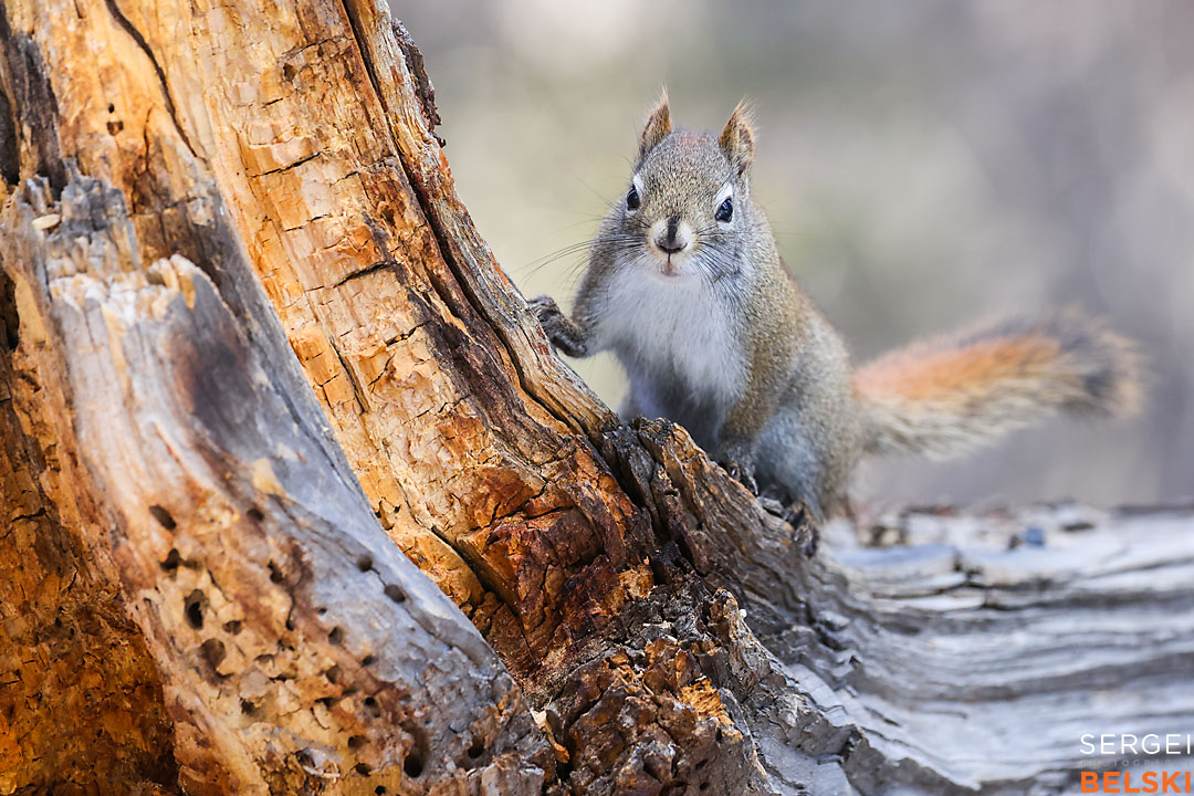 calgary photographer sergei belski photo