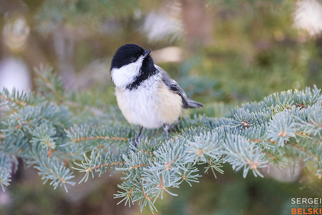 calgary photographer sergei belski photo