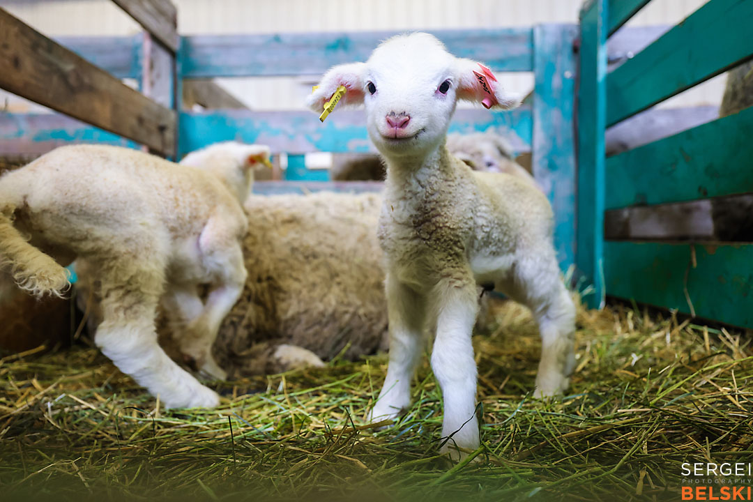 olds college photographer sergei belski photo
