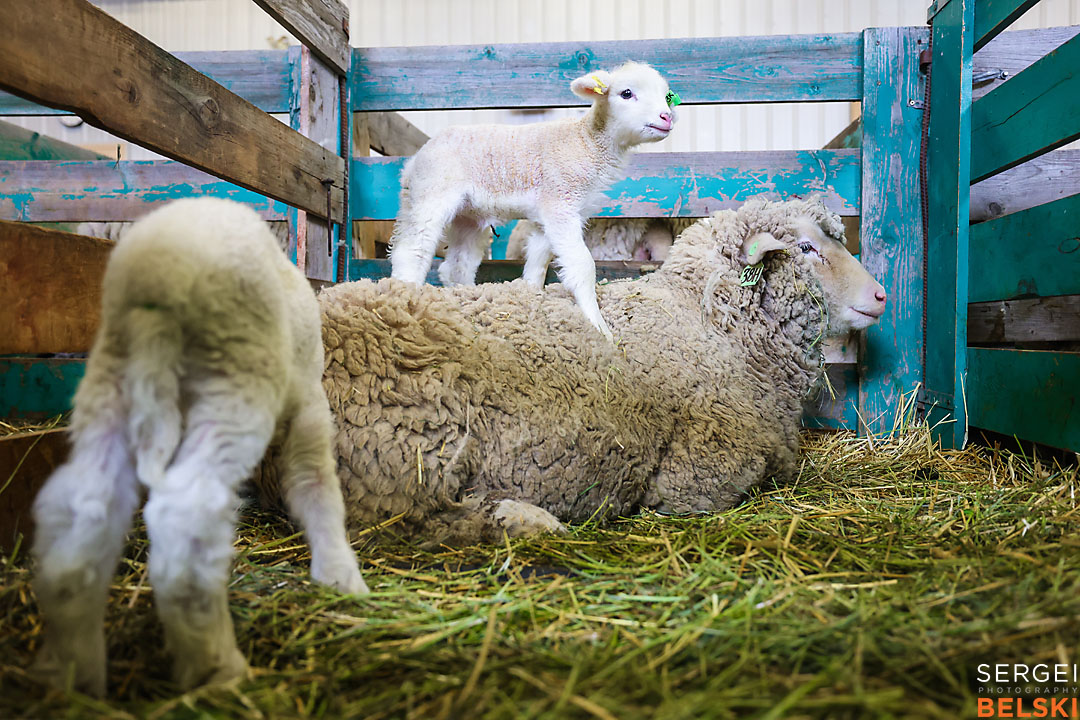 olds college photographer sergei belski photo