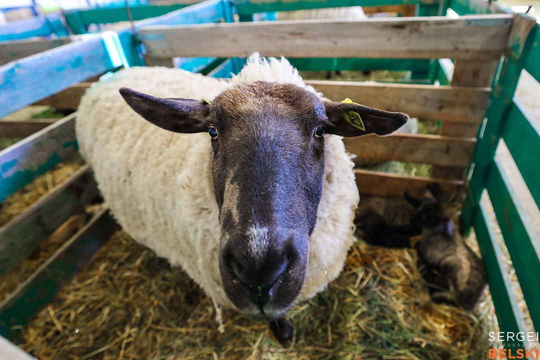 olds college photographer sergei belski photo