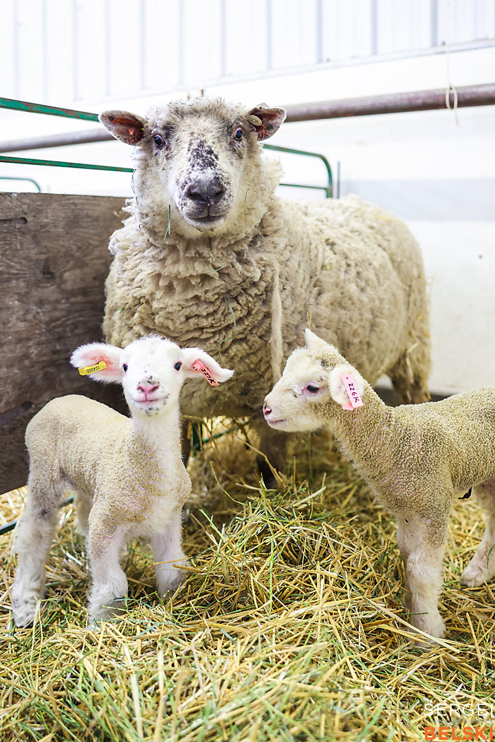 olds college photographer sergei belski photo