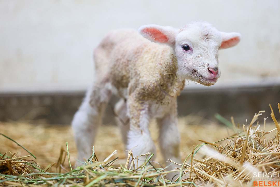 olds college photographer sergei belski photo