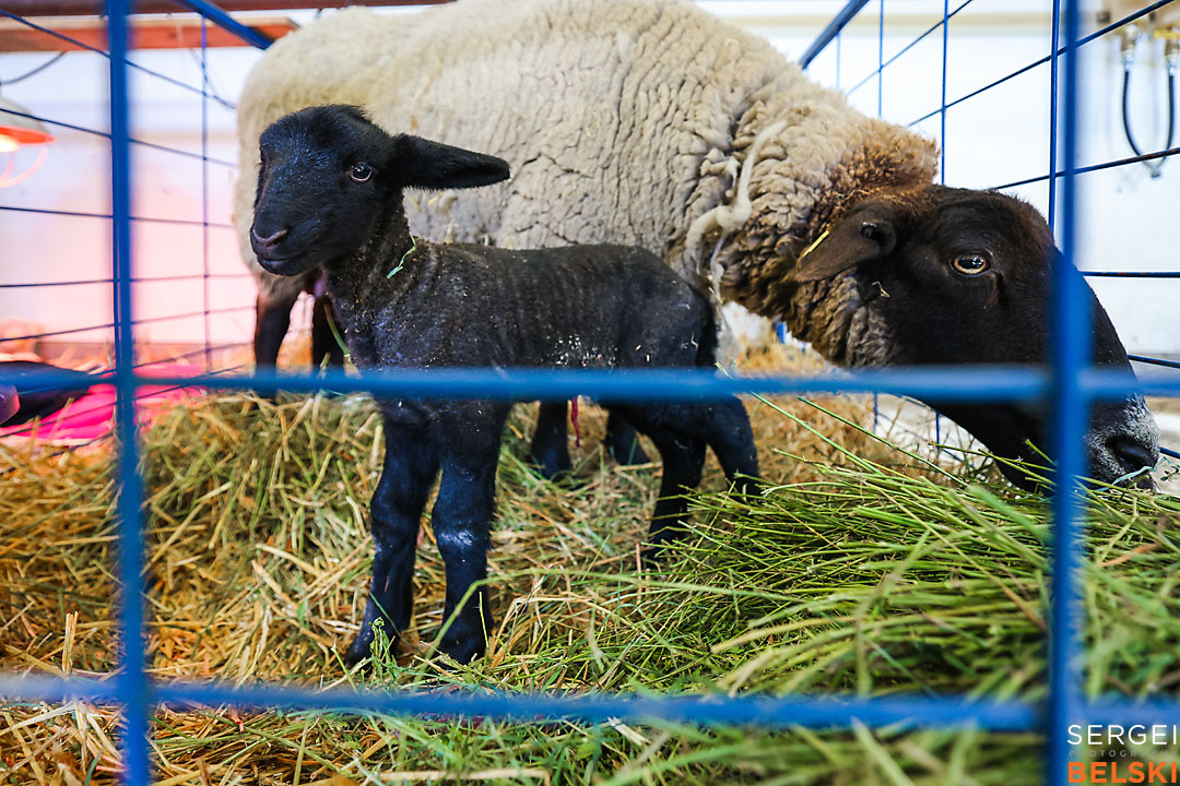olds college photographer sergei belski photo