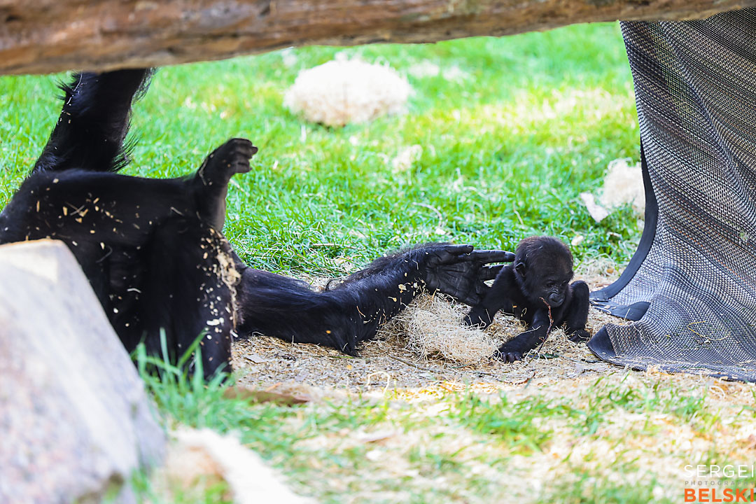 calgary zoo event photographer sergei belski photo