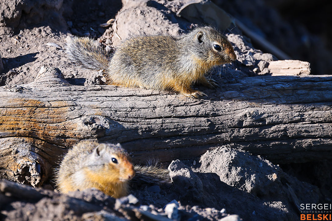 fortis alberta commercial calgary photographer sergei belski photo