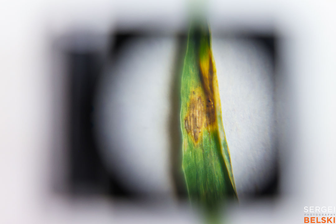 olds college photographer sergei belski photo