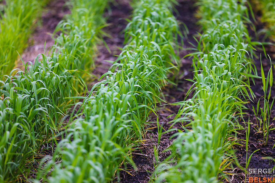 olds college photographer sergei belski photo