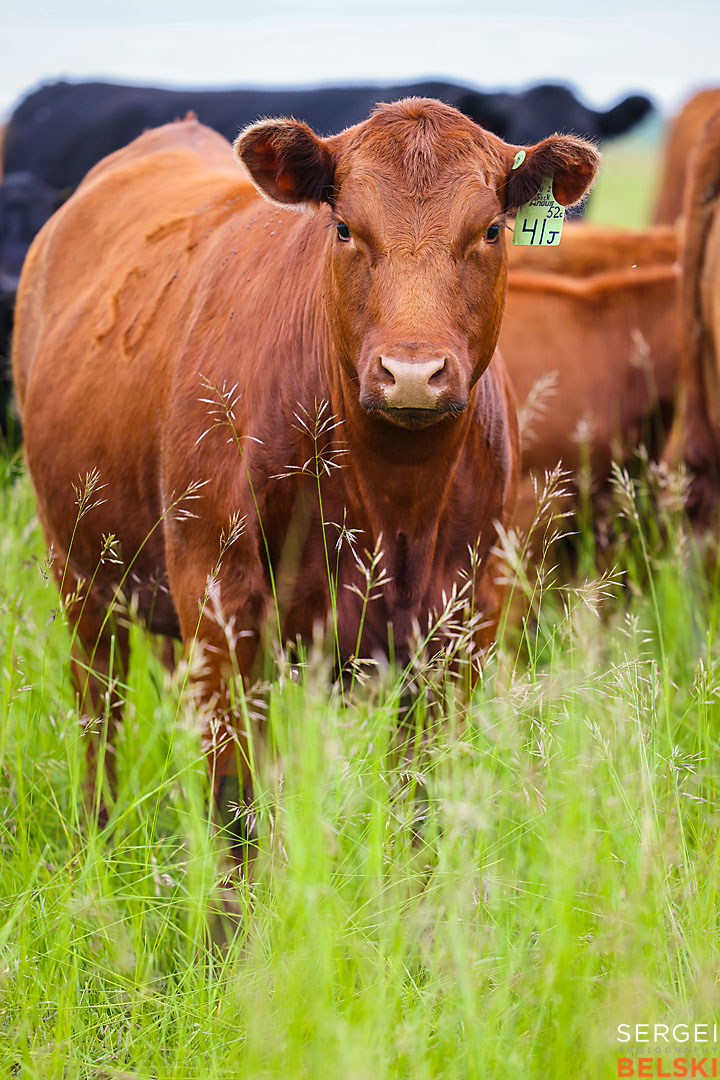 olds college photographer sergei belski photo