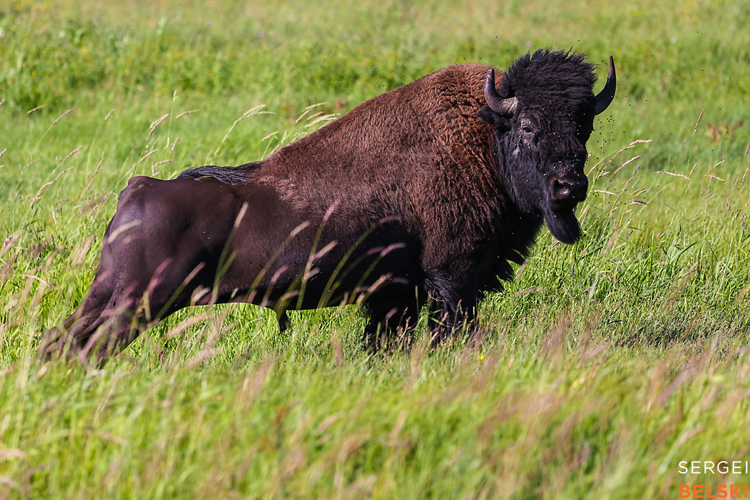 wildlife travel photographer sergei belski photo