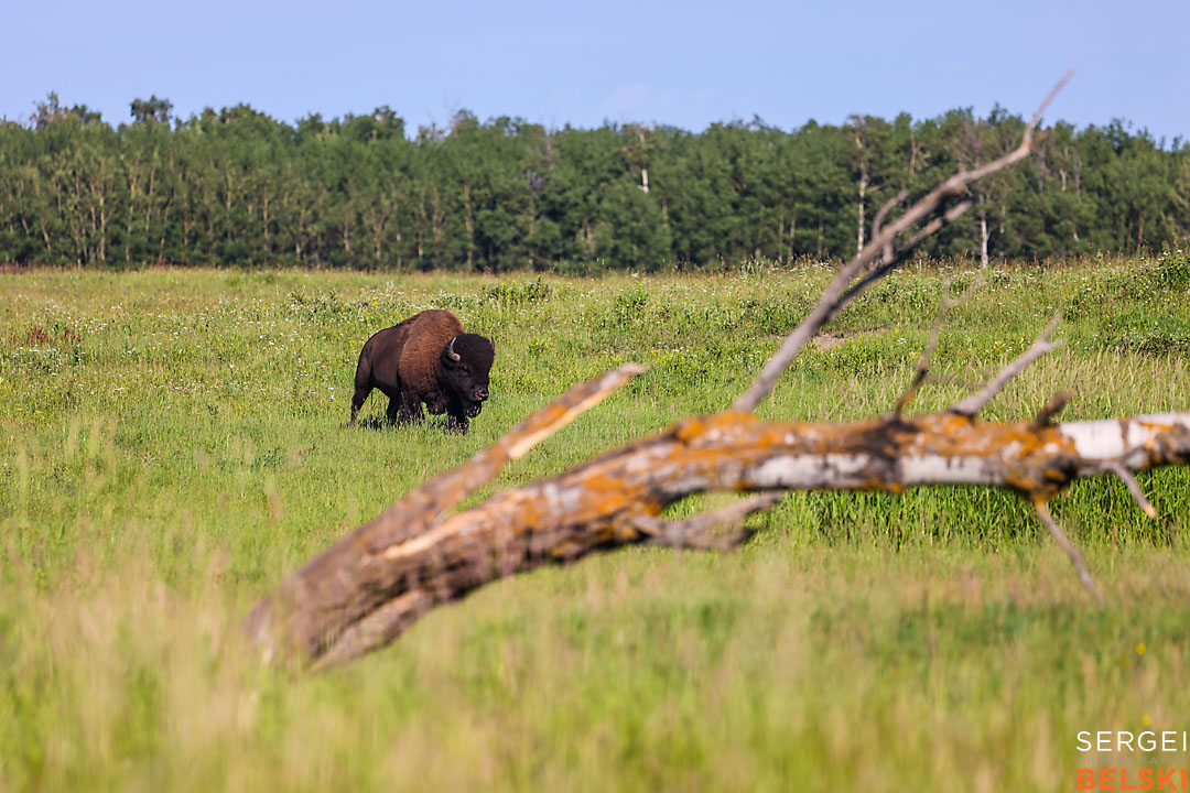 wildlife travel photographer sergei belski photo