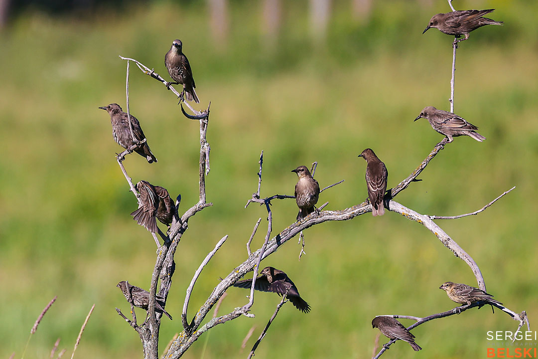 wildlife travel photographer sergei belski photo
