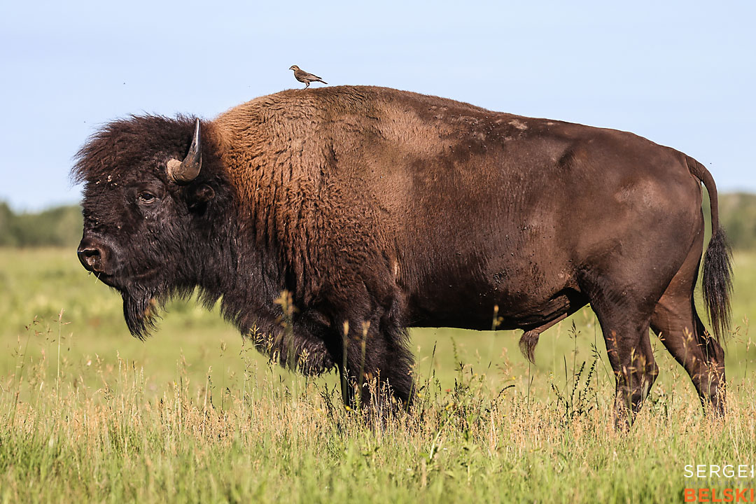 wildlife travel photographer sergei belski photo