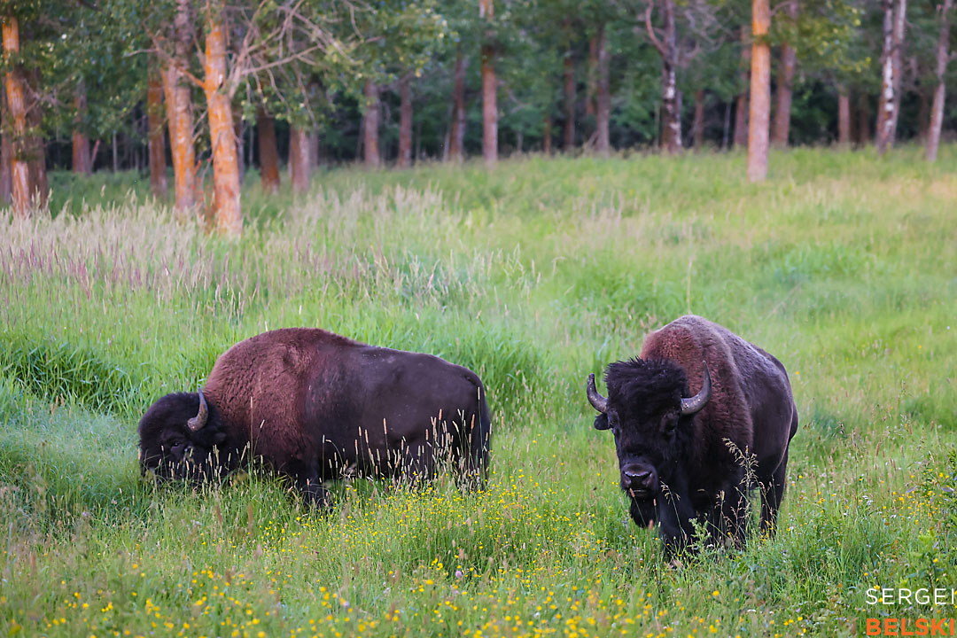 wildlife travel photographer sergei belski photo