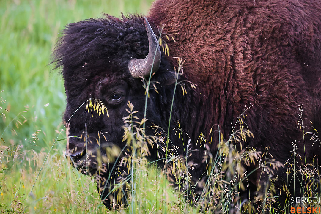 wildlife travel photographer sergei belski photo