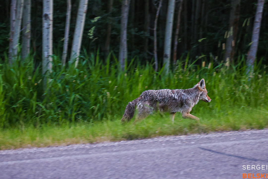 wildlife travel photographer sergei belski photo