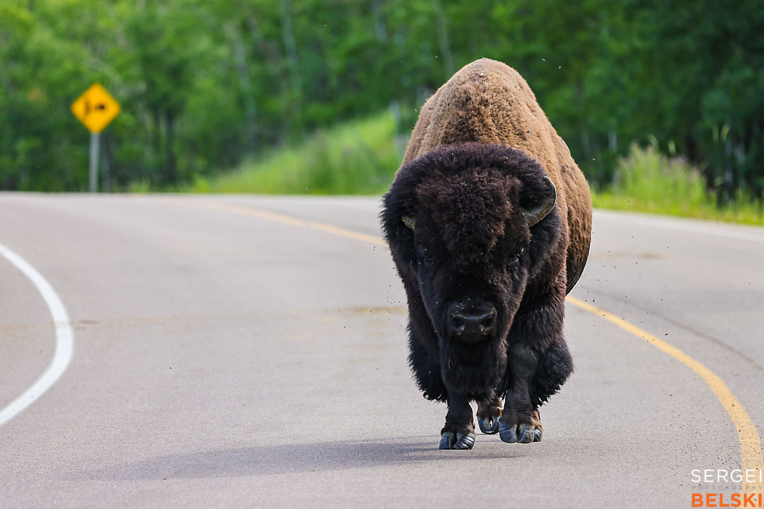 wildlife travel photographer sergei belski photo