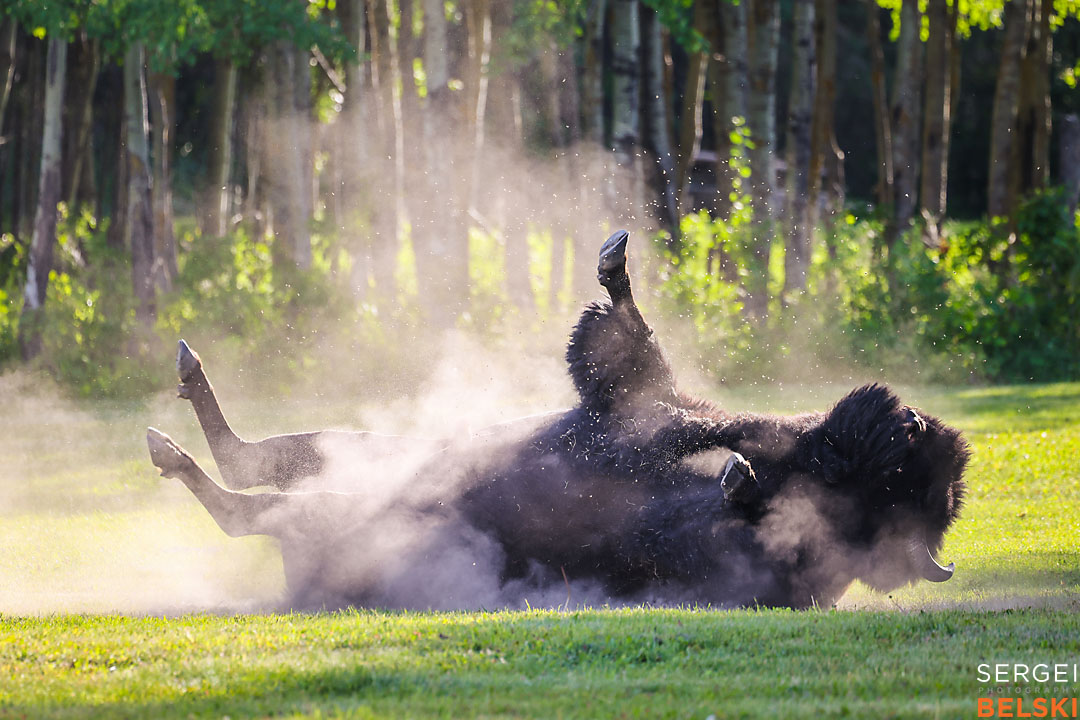 wildlife travel photographer sergei belski photo