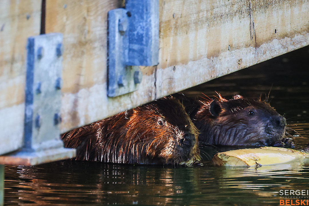 wildlife travel photographer sergei belski photo