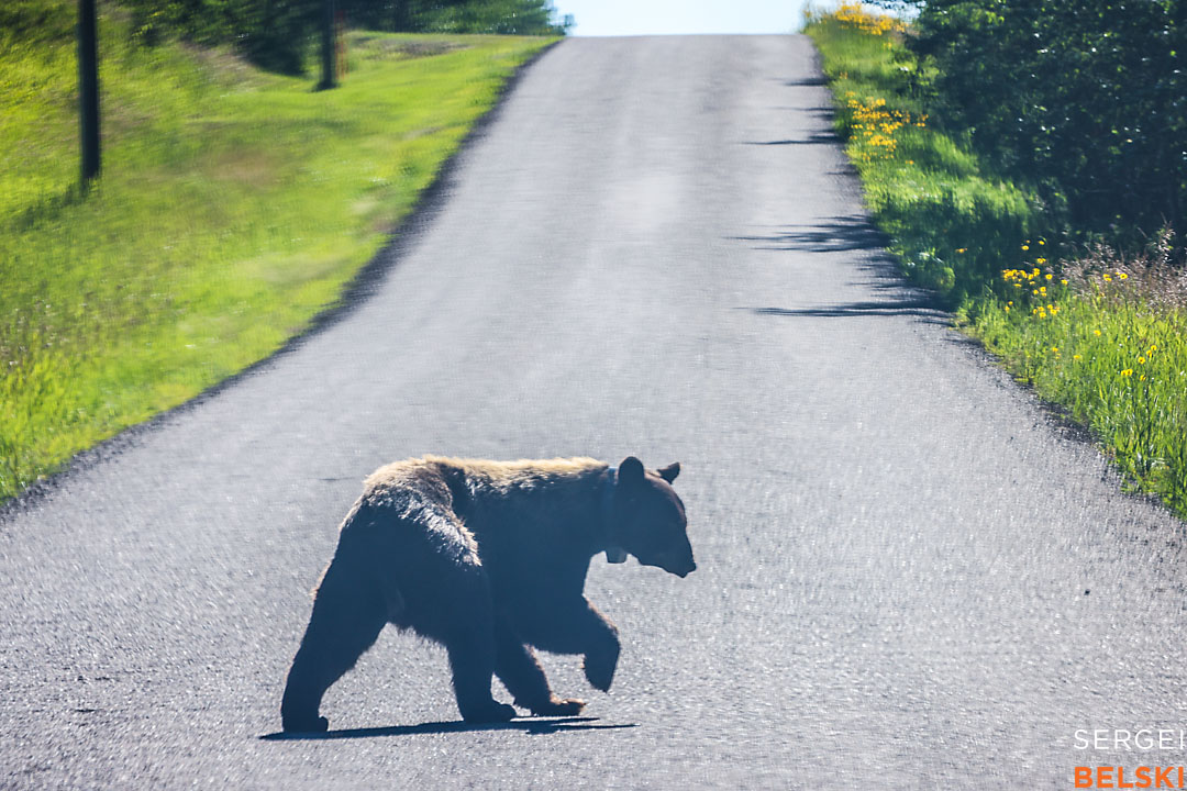 wildlife travel photographer sergei belski photo