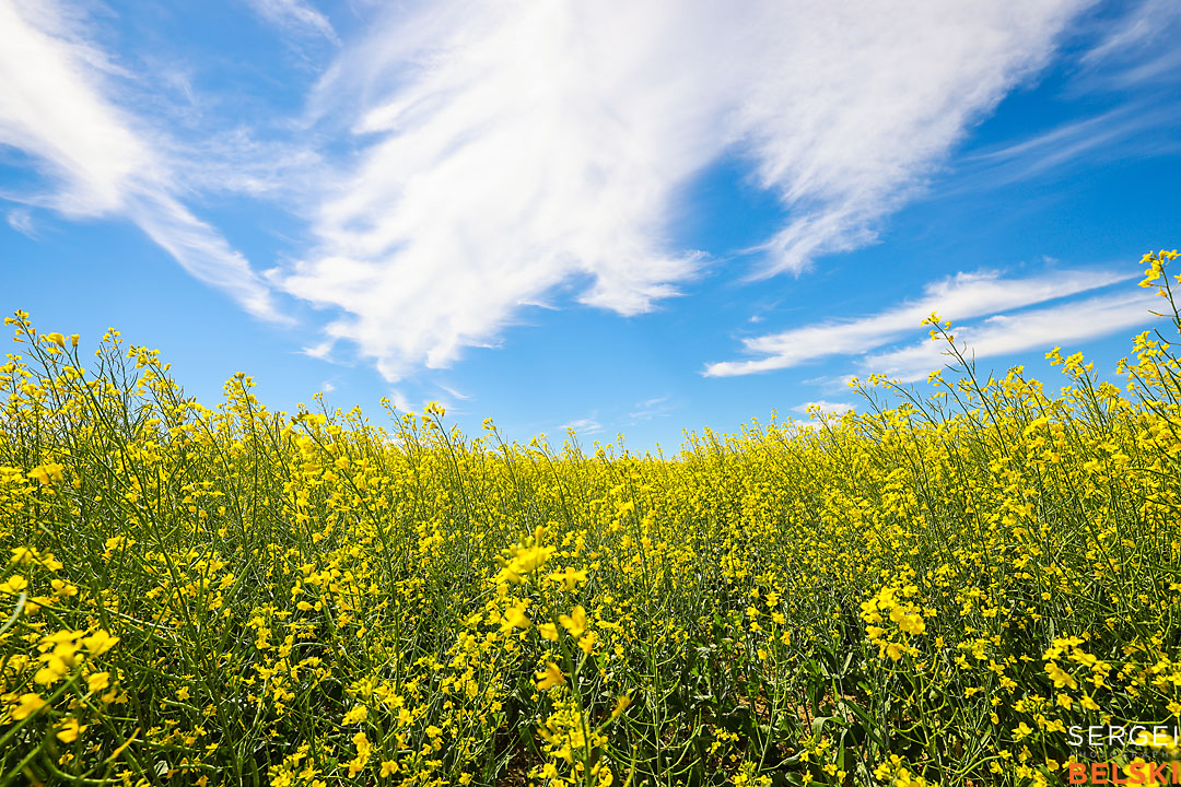 wildlife travel photographer sergei belski photo